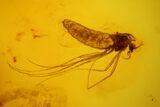 Fossil Moth fly (Psychodidiae) & Fly (Diptera) In Baltic Amber #142229-1